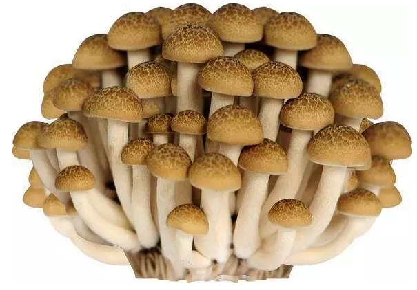 圖片關鍵詞 http://m.daylei.com/ewebeditor/uploadfile/20170914091421667001.png