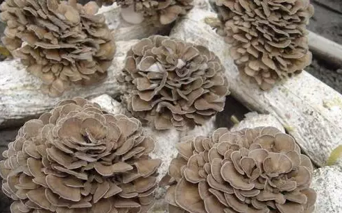 圖片關鍵詞 http://m.daylei.com/ewebeditor/uploadfile/20170914091445139001.png