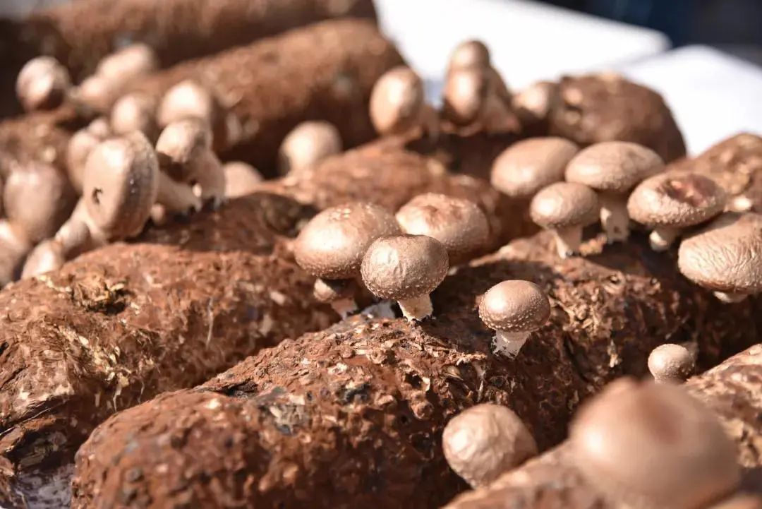 圖片關(guān)鍵詞 https://mmbiz.qpic.cn/mmbiz_jpg/tViaTicjwibVZmgEXXCALToc7mAB2rFo1LnfibfQslic1VbKU4XWWKibibCAJy5y4uDxDbvlqKvTb88BYetm0qLzPgyew/640?wx_fmt=jpeg